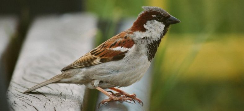 GRAS Advies (onderdeel van DAGnl) ontwikkelt Soortenmanagementplan